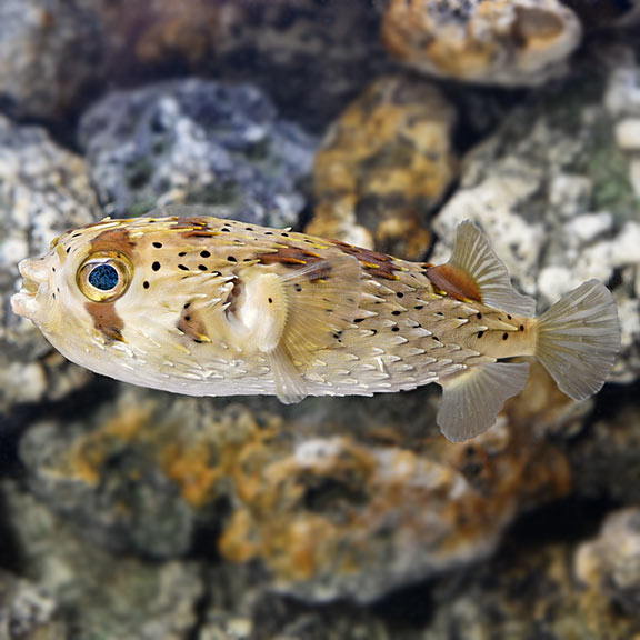 Porcupine Puffer - (Diodon holocanthus)