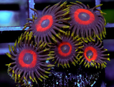 Purple Bull's Eye Zoanthids - Zoanthus sp.
