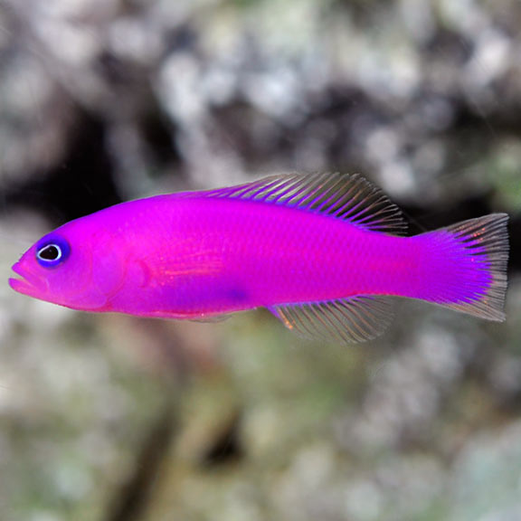 Purple (Strawberry) Dottyback  (Pseudochromis porphyreus)