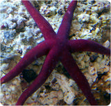 Linckia Sea Star - (Linckia teres) (Linckia laevigata) (Echinaster sp.)