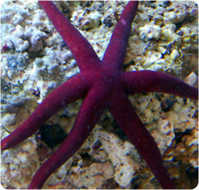 Load image into Gallery viewer, Linckia Sea Star - (Linckia teres) (Linckia laevigata) (Echinaster sp.)