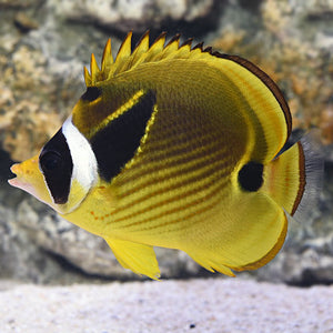 Raccoon Butterflyfish (Chaetodon lunula)