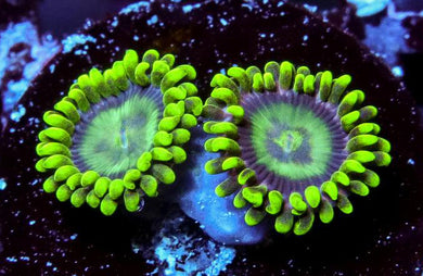 Radioactive Dragon Eye Zoanthids - Zoanthus sp.