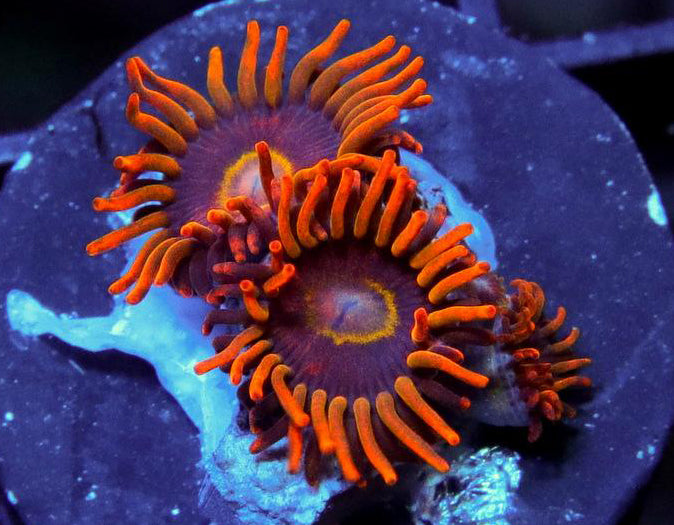 Rainbow Hornets Zoanthids - Zoanthus sp.