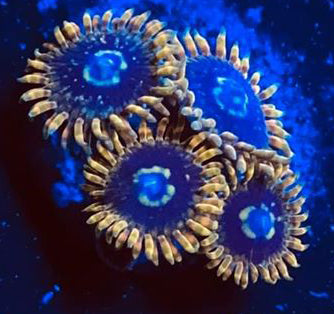 Rainbow Yoda Zoanthids - Zoanthus sp.