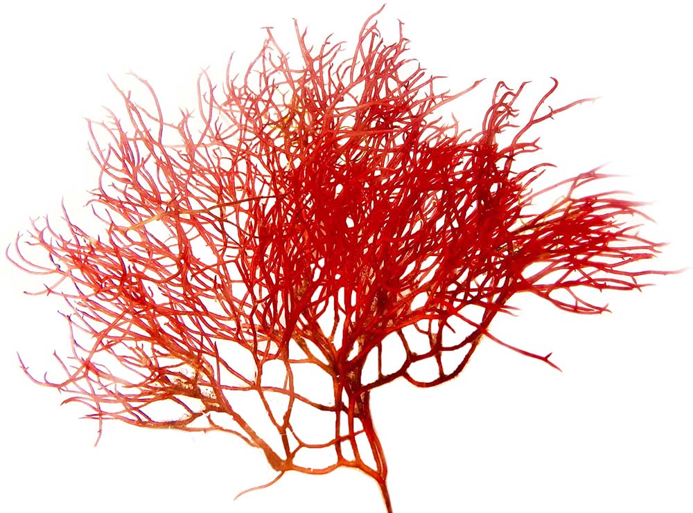 Red Gracilaria Algae Aquacultured Gracilaria sp. Cincinnati