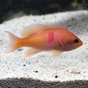 Red Belted Anthias (Pseudanthias rubrizonatus)