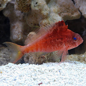 Red Hawkfish  (Cyprinocirrhites polyactis)