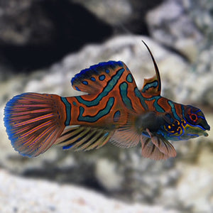 Red Mandarin Dragonet - (Synchiropus cf. splendidus)