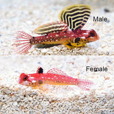 Ruby Red Dragonet  (Synchiropus sycorax)