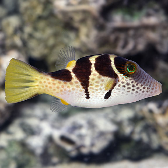 Saddle Valentini Puffer  (Canthigaster valentini)