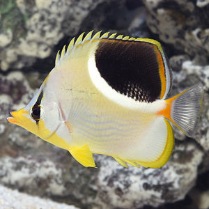 Saddleback Butterflyfish (Chaetodon ephippium)