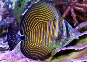 Sailfin Tang, Desjardini - (Zebrasoma desjardini