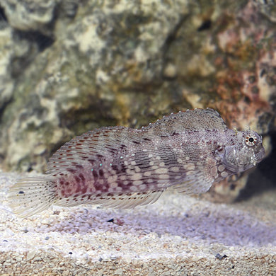 Sailfin Lawnmower Algae Blenny - Salarias fasciatus