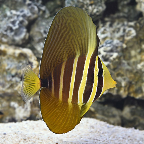 Sailfin Tang - (Zebrasoma velifer)