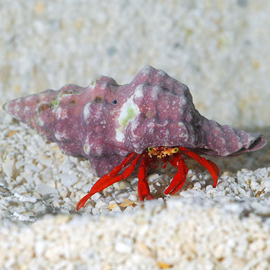 Scarlet Reef Hermit Crab - (Paguristes cadenati)