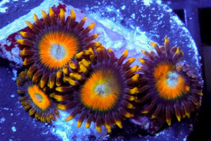 Scrambled Eggs Zoanthids - Zoanthus sp.