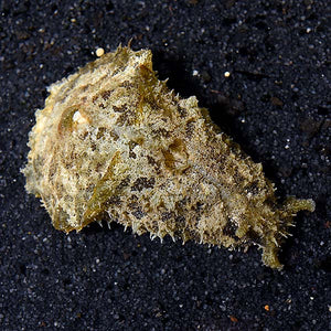 Dolabella Sea Hare - (Dolabella auricularia)