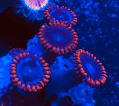 Spiderman Zoanthids - Zoanthus sp.