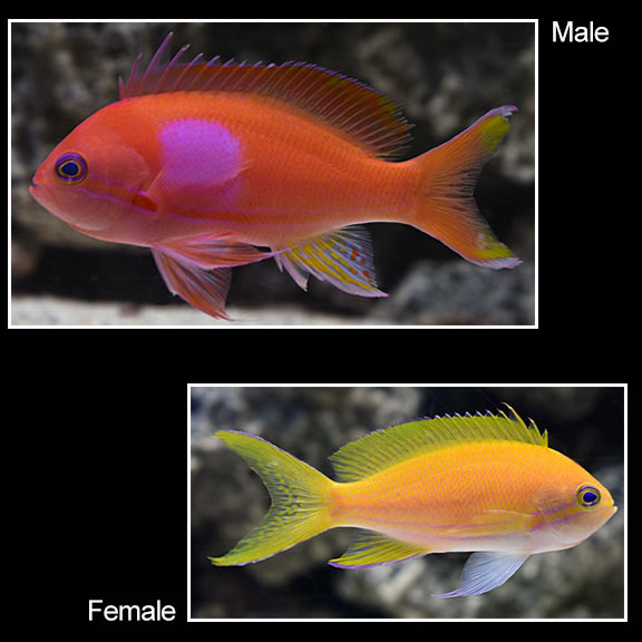 Squareback Anthias  - (Pseudanthias pleurotaenia)