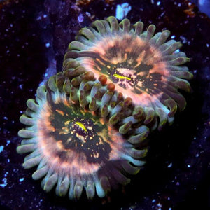 Strawberry Space Monster Zoanthids - Zoanthus sp.