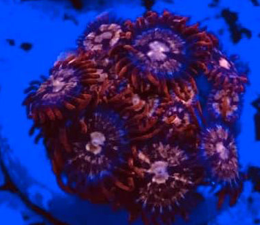 Sugar Lips Zoanthids - Zoanthus sp.
