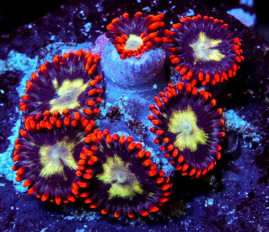 Sunfire Zoanthids - Zoanthus sp.