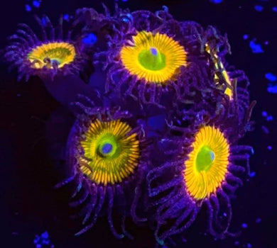 Sunny D Zoanthids - Zoanthus sp.