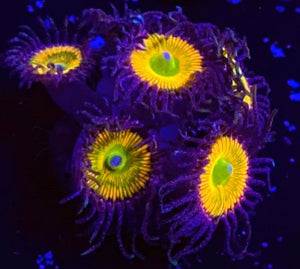 Sunny D Zoanthids - Zoanthus sp.