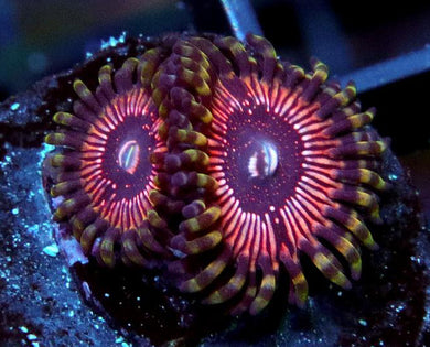 Superstar Zoanthids - Zoanthus sp.