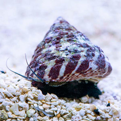 Banded Trochus Snail - (Trochus sp.)