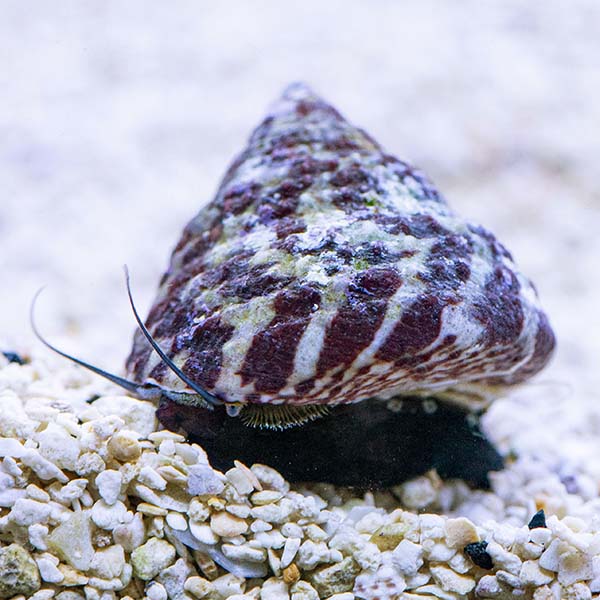 Banded Trochus Snail - (Trochus sp.)