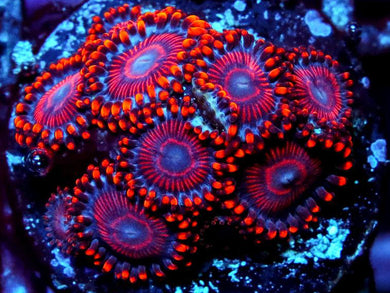 Twizzler Zoanthids - Zoanthus sp.