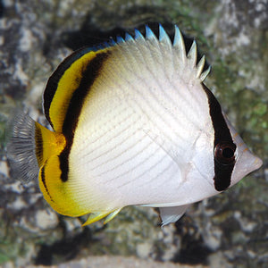 Vagabond Butterflyfish (Chaetodon vagabundus)