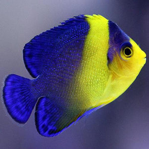 Purple Masked Angelfish (Paracentropyge venusta)