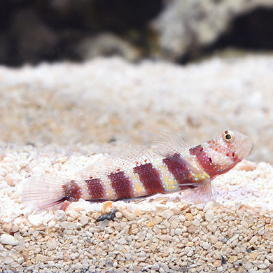 Wheeler's Shrimp Goby (Amblyeleotris wheeleri)