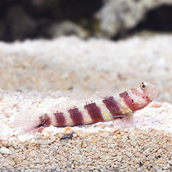 Wheeler's Shrimp Goby (Amblyeleotris wheeleri)