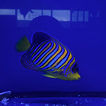 Load image into Gallery viewer, **WYSIWYG** Regal Angelfish (Yellow Belly) - (Pygoplites diacanthus)