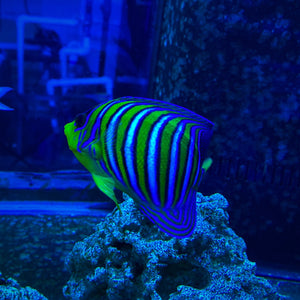 **WYSIWYG** Regal Angelfish (Yellow Belly) - (Pygoplites diacanthus)