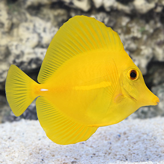 Yellow Tang, Hawaii (Zebrasoma flavescens)