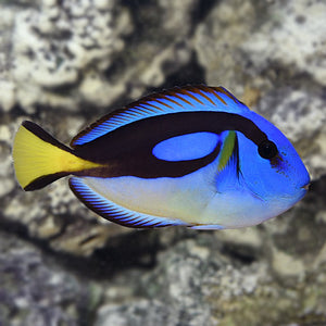 Yellow Belly Regal Blue Tang - (Paracanthurus hepatus var.)