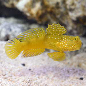 Yellow Watchmen Prawn Goby (Cryptocentrus cinctus)