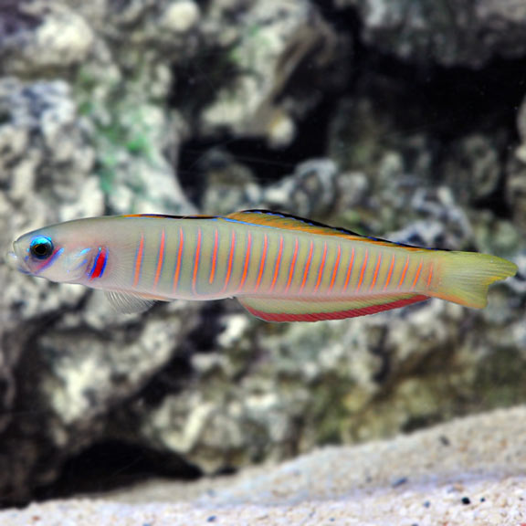 Zebra Barred Dartfish Goby (Ptereleotris zebra)
