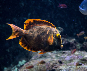 ABERRANT Bristletooth Tang - (Ctenochaetus sp,)