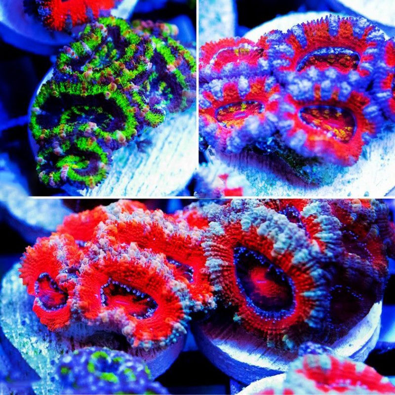 Aussie Acan Lord - Acanthastrea Lordhowensis