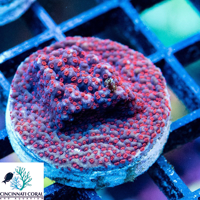 Bleeding Barney Monti - Montipora Sp.