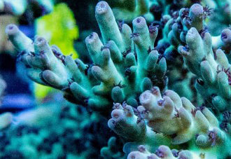 Blue Dream Acropora Nasuta