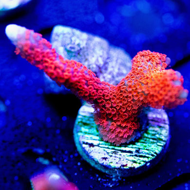 Bubblegum Digi - Montipora Digitata