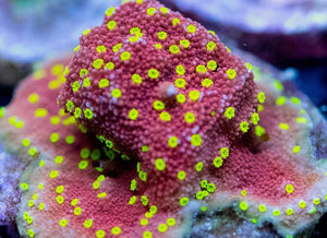 Devils Eye Monti - Montipora Sp.