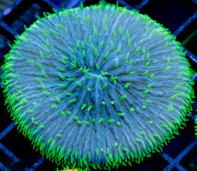 Fungia/Cycloseris Plate Coral (Green) - Fungia sp.